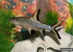 Акулий балу 