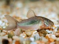 Коридорас Золотистый 