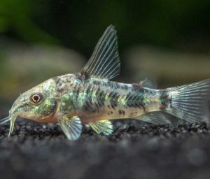 Коридорас Крапчатый 