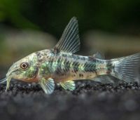 Коридорас Крапчатый 