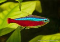 Неон красный 