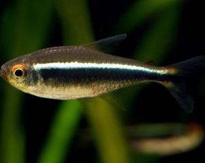 Неон чёрный 