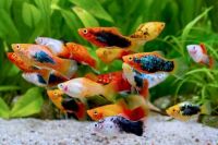 Пецилия микс