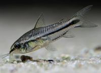 Коридорас пигмей