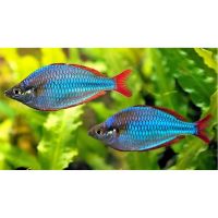 Радужница Неоновая 