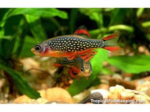 Расбора микрогалактика