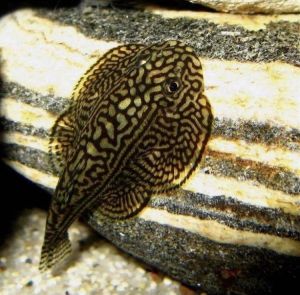 Севилья псевдоскат 