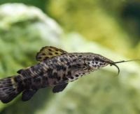 Сом таракатум 