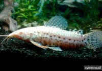 Сом таракатум 