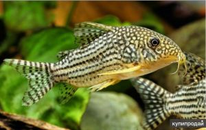 Коридорас Штерба  