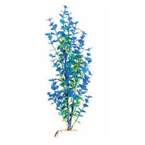 Бакопа синяя Barbus 026 (30 см.)