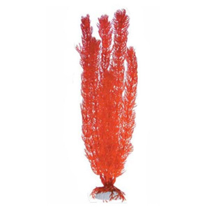 Роголистник кораловый Barbus 016 (10 см.)