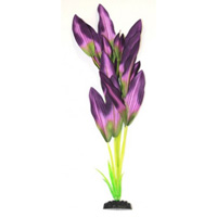 Шелковое растение Эхинодорус зелено-фиолетовый, 30 см