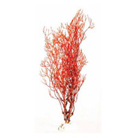 Горгонария красная Barbus 032 (10 см.)