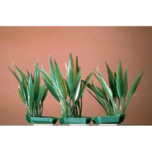 Растение пластиковое Эхинодорус два тройных