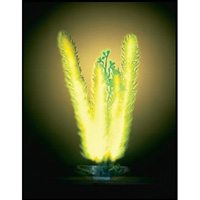Растение пластиковое светящееся Маяка 17,5 см